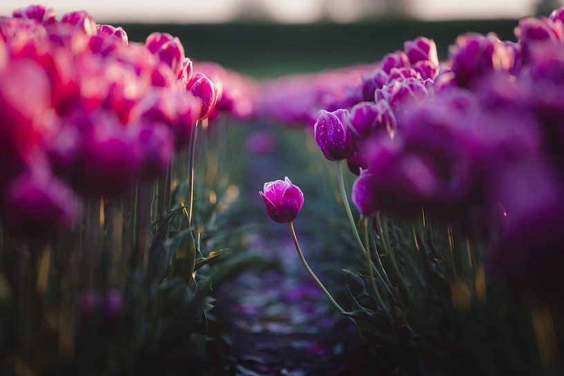 Tulipe violette solitaire par van Veen Allround Photography