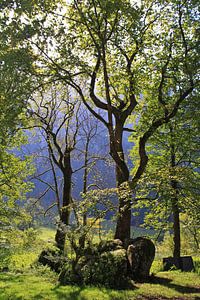 Arbres sur Bas Rutgers