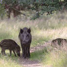 Wild boar family on the Hoge Veluwe by Eric Wander