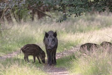 Wilde zwijnen familie op de Hoge Veluwe van Eric Wander