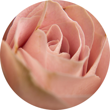 Een roos van dichtbij van Ronald van Kooten