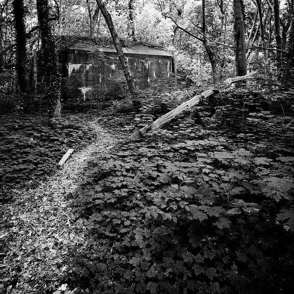 Pad door het bos von Erwin Zeemering