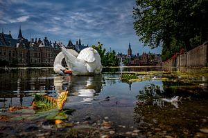 Weißer Schwan auf dem Vijverhof in Den Haag