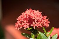 Bloem van de Pauwenkers - Ixora coccinea