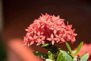 Bloem van de Pauwenkers - Ixora coccinea van whmpictures .com