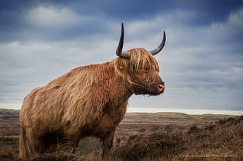 Highlander écossais dans les dunes de Texel