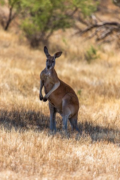 Rode kangoeroe von Joke Beers-Blom