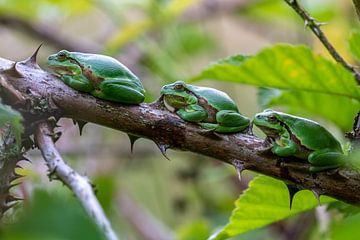 Trois grenouilles arboricoles d'affilée. sur Els Oomis