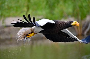 Stellers Zeearend in vlucht
