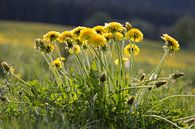 paardebloem by ton vogels thumbnail