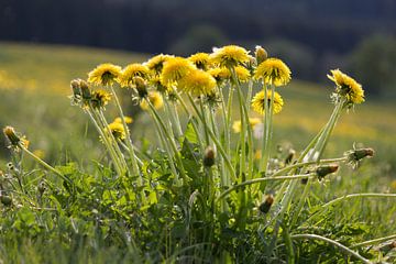 paardebloem sur ton vogels