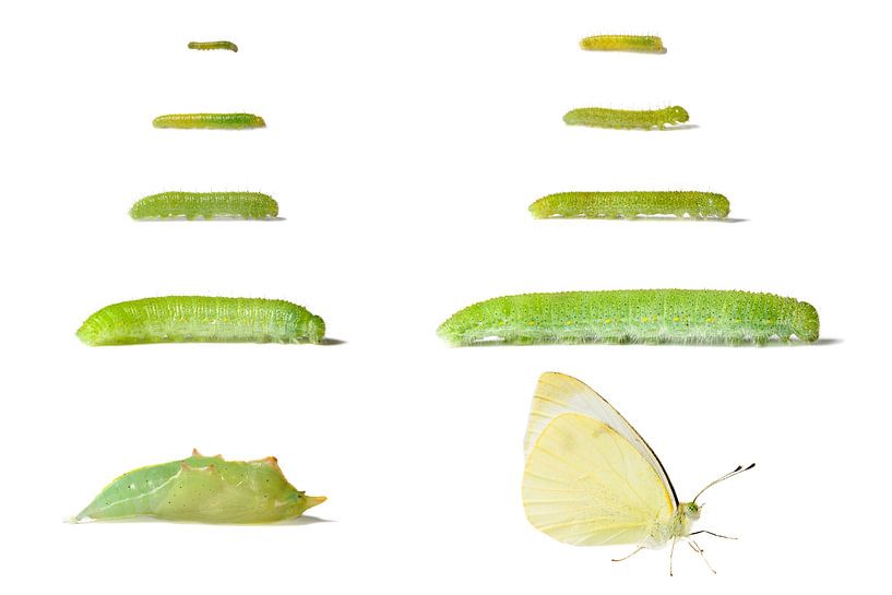 De groei en ontwikkeling van een Koolwitje van Marlonneke Willemsen