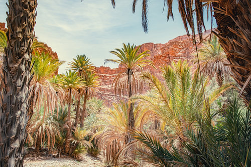 Palm trees in the Tata Oasis, Morocco