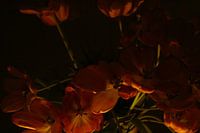 Tulipes de nuit