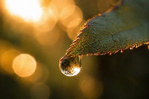 Natuurmuurschildering: bladrand met dauwdruppels in tegenlicht – Rustige macrofotografie met warm bokeh