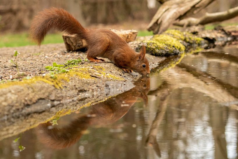 Eichhörnchen trinkt Wasser und sieht sein Spiegelbild von Caroline Pleysier
