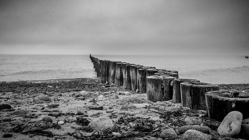 Bunen sur la plage en noir et blanc sur Bild.Konserve