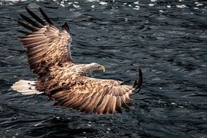 Gleitflug