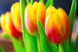 Tulips by Karel Warburg