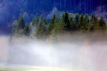 Nebliger Schwarzwald von Patrick Lohmüller