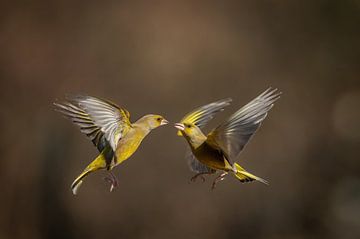 Greenfinches in flight by Gonnie van de Schans