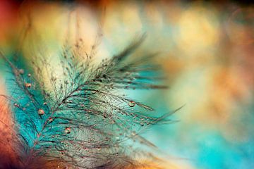 little feather with drops...  by Els Fonteine