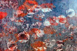 Field with poppies 01