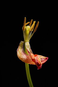 Tanzende Tulpenkönigin von SO fotografie