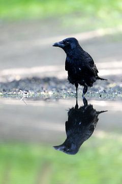 Kraai met spiegelbeeld van Piet Hein Schuijff