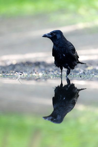 Krähe mit Spiegelbild von Piet Hein Schuijff