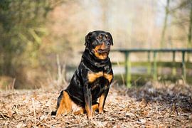 Rottweiler van Tine Visser