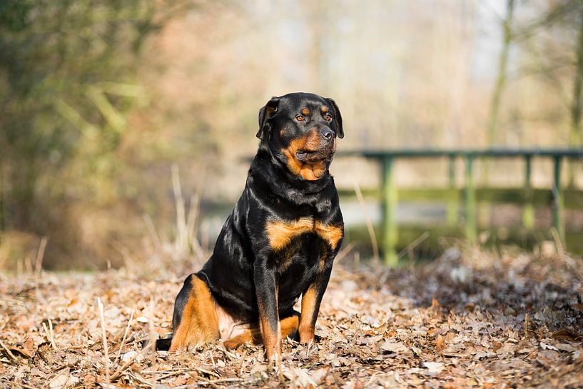 Rottweiler by Tine Visser
