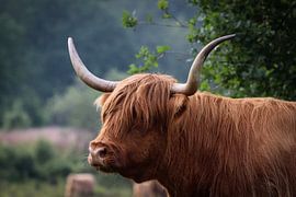 Scottish highlander on the field by Debby Gelderloos