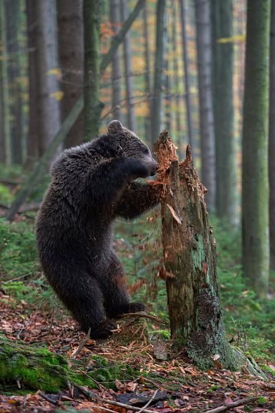 Winnie Puuh... Europäischer Braunbär  *Ursus arctos* von wunderbare Erde