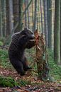 Winnie Puuh... Europäischer Braunbär  *Ursus arctos* von wunderbare Erde Miniaturansicht