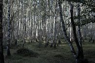 Between the birch trees by DuFrank Images thumbnail