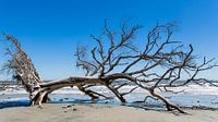 Dode boom op het strand van Karel Pops thumbnail