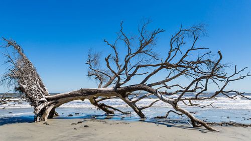 Dode boom op het strand