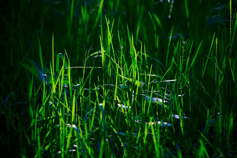 Grasses by Thomas Jäger