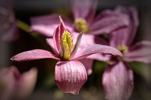 Clematis sur Rob Boon