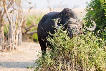 Afrikaanse Buffel aan het ontbijt van Dexter Reijsmeijer