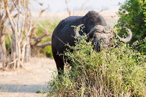 Afrikaanse Buffel aan het ontbijt
