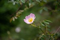 Bloem van de hondsroos (Rosa canina)