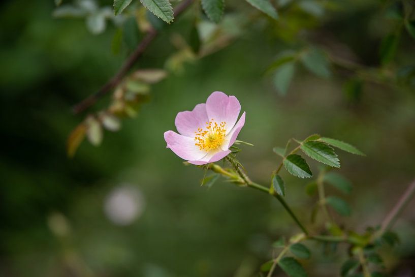 Blüte der Hunds-Rose (Rosa canina) von Fartifos