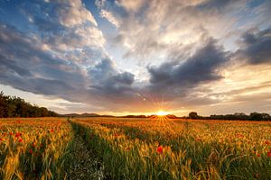 Champ de coquelicots au coucher du soleil sur Oliver Henze