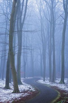 Een mistige koude en magische winterochtend in Natuurgebied de Maashorst