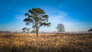 Die Landschaft von Drenthe noch im frühen Frühling von Martijn Brink