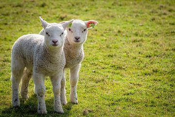 Deux agneaux dans le pré sur Elbertsen Fotografie