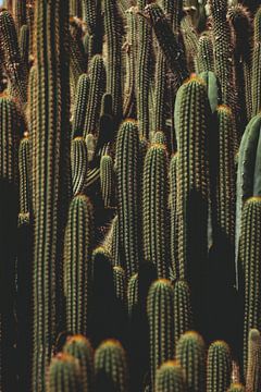 Surcharge de cactus sur Shauni van Apeldoorn