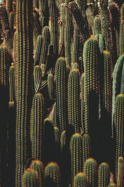 Cactus overload by Shauni van Apeldoorn